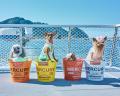 10月毎週金曜「ペットクルーズ」開催！愛犬と三方五湖