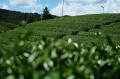 【数量限定抹茶どら焼き】2時間で1120個売れたお取り