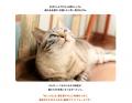 猫好きのためのふるさと納税「ねこふる」に館山市の返 猫好きのためのふるさと納税「ねこふる」に館山市の返