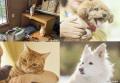 【10/17・10/18】パナソニック保護犬猫譲渡会 写真展 【10/17・10/18】パナソニック保護犬猫譲渡会 写真展