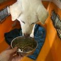ペットフードブランド「コノコトトモニ」が動物愛護週