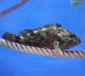 ジャパン・ティッシュエンジニアリングと竹島水族館が