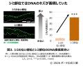 ポーラ化成工業、世界的に権威ある化粧品技術者学会に ポーラ化成工業、世界的に権威ある化粧品技術者学会に