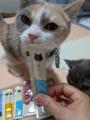 動物愛護週間を記念してミャオグルメ・にゃっちから保