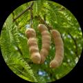 新商品：新しい植物由来食物繊維素材「タマリンドファ