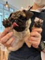 【こどもの休日の過ごし方】10/4出発 犬と人の絆を深