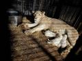 湘南動物プロダクションでホワイトライオンの赤ちゃん 湘南動物プロダクションでホワイトライオンの赤ちゃん