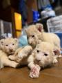 湘南動物プロダクションでホワイトライオンの赤ちゃん 湘南動物プロダクションでホワイトライオンの赤ちゃん