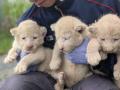 湘南動物プロダクションでホワイトライオンの赤ちゃん 湘南動物プロダクションでホワイトライオンの赤ちゃん
