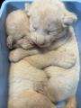 湘南動物プロダクションでホワイトライオンの赤ちゃん 湘南動物プロダクションでホワイトライオンの赤ちゃん