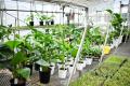 東京都北区東十条に“そのまま飾れる”観葉植物を提供す 東京都北区東十条に“そのまま飾れる”観葉植物を提供す