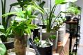 東京都北区東十条に“そのまま飾れる”観葉植物を提供す 東京都北区東十条に“そのまま飾れる”観葉植物を提供す
