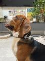 犬・猫の鳴き声をAIで「翻訳」。約27gのペット翻訳機