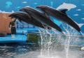 【仙台うみの杜水族館】生きものたちと一緒に楽しむハ 【仙台うみの杜水族館】生きものたちと一緒に楽しむハ