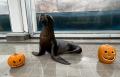 【仙台うみの杜水族館】生きものたちと一緒に楽しむハ 【仙台うみの杜水族館】生きものたちと一緒に楽しむハ