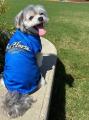 愛犬も青を纏いその先へ。シーホース三河「2026-27 ユ