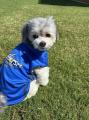 愛犬も青を纏いその先へ。シーホース三河「2026-27 ユ