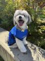 愛犬も青を纏いその先へ。シーホース三河「2026-27 ユ