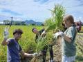 【田植えから119日】焼肉こじま、自ら植えた「こじま 【田植えから119日】焼肉こじま、自ら植えた「こじま