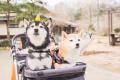 北陸初開催、愛犬と楽しむ大規模ペットイベント「犬祭 北陸初開催、愛犬と楽しむ大規模ペットイベント「犬祭