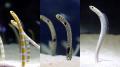 【すみだ水族館】オレンジのしましまは、チンアutf-8