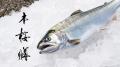Smolt、プレシリーズAエクステンションラウンドで約2