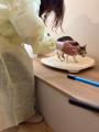 【仙台】全国的にも珍しい保護猫カフェ×ペット専門学 【仙台】全国的にも珍しい保護猫カフェ×ペット専門学