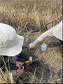 【2027年から5,000ha超へ】Green Carbon、タイの水田 【2027年から5,000ha超へ】Green Carbon、タイの水田