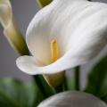 10.8 debut 植物科学※1 × ヘッドスパ発想。30年以上 10.8 debut 植物科学※1 × ヘッドスパ発想。30年以上