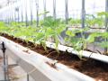 「植える」から始まる農業体験。建設コンサルタント・