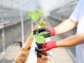 「植える」から始まる農業体験。建設コンサルタント・
