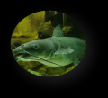 茨城県×(株)ベンナーズが霞ヶ浦の“新たな食資源”を通