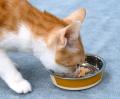 ドギーマンハヤシの猫ブランド「キャティーマンutf-8 ドギーマンハヤシの猫ブランド「キャティーマンutf-8