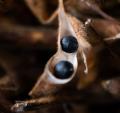 食べられる期間は約3週間！幻の枝豆「丹波篠山黒枝豆