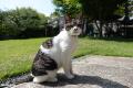 看板猫に野良猫、旅先で偶然出会った猫たちを訪ねるシ