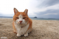 看板猫に野良猫、旅先で偶然出会った猫たちを訪ねるシ