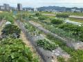 作物が元気に育つ！京都府亀岡市で、畑の重労働をなく