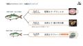 5kg未満のブリを救え！北海道・白糠町で増える天然ブ