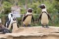 【神戸阪急】ことりが好き！ ペンギンが好き！ 神戸が