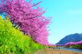 静岡県河津町が後納型ふるさと納税「あとふる(R)」を 静岡県河津町が後納型ふるさと納税「あとふる(R)」を