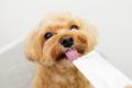 新しい犬用デンタルおやつ「ドクターピューレワン」発