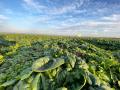 「野菜を、未来の日常へ。」　ベジタブルテック、シン