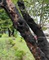 光陵高等学校の象徴「正門の桜」を植え替えるための寄