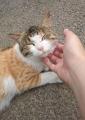 【長野県東御市】野良猫を救いたい！「ふるさとチョイ