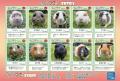 【智光山公園】推しテンジクネズミは誰だ!? 100頭以 【智光山公園】推しテンジクネズミは誰だ!? 100頭以