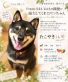 美容師が開発した犬用泡シャンプー&トリートメutf-8 美容師が開発した犬用泡シャンプー&トリートメutf-8