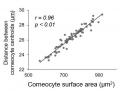 加齢により肥大化する角層は、肌細胞の増殖を妨げる 加齢により肥大化する角層は、肌細胞の増殖を妨げる
