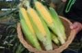 「食の宝庫あおもり」県産品PR動画を10月1日（木）よ
