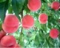 「食の宝庫あおもり」県産品PR動画を10月1日（木）よ