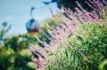神戸の山上で、手ぶらで「おしゃピク」。秋の花々に囲